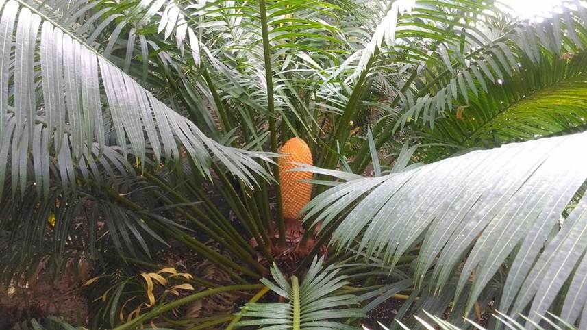 Immagine pianta orto botanico