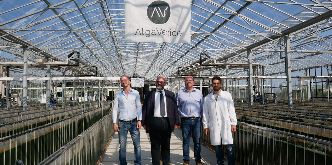alga venice spirulina alga venice spirulina