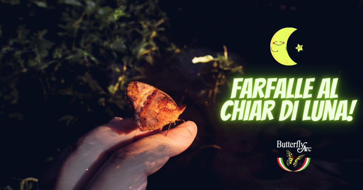img farfalle al chiar di luna img farfalle al chiar di luna