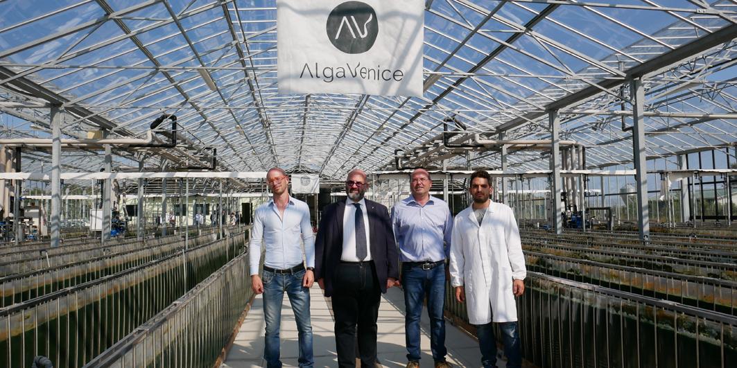 alga venice spirulina alga venice spirulina