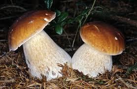 img funghi img funghi