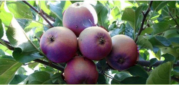 immagine frutta immagine frutta