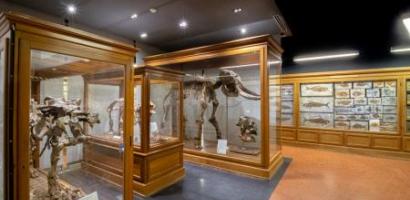 foto sala vertebrati