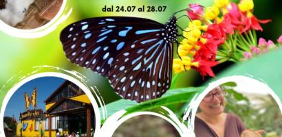 img farfalle uccelli e casa delle farfalle img farfalle uccelli e casa delle farfalle