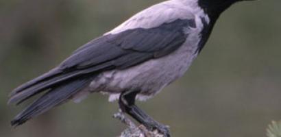 img cornacchia img cornacchia
