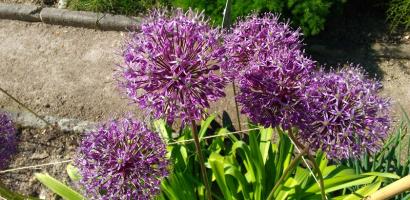 visita-guidata-orto-botanico